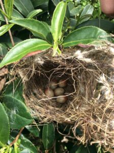茶園鳥巢與鳥蛋
