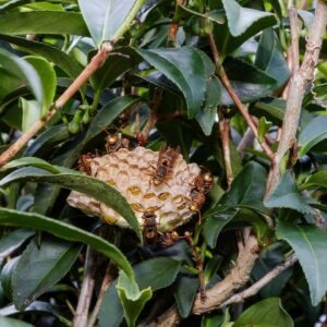 茶園蜜蜂與蜂巢