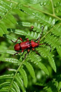 紅色天牛
