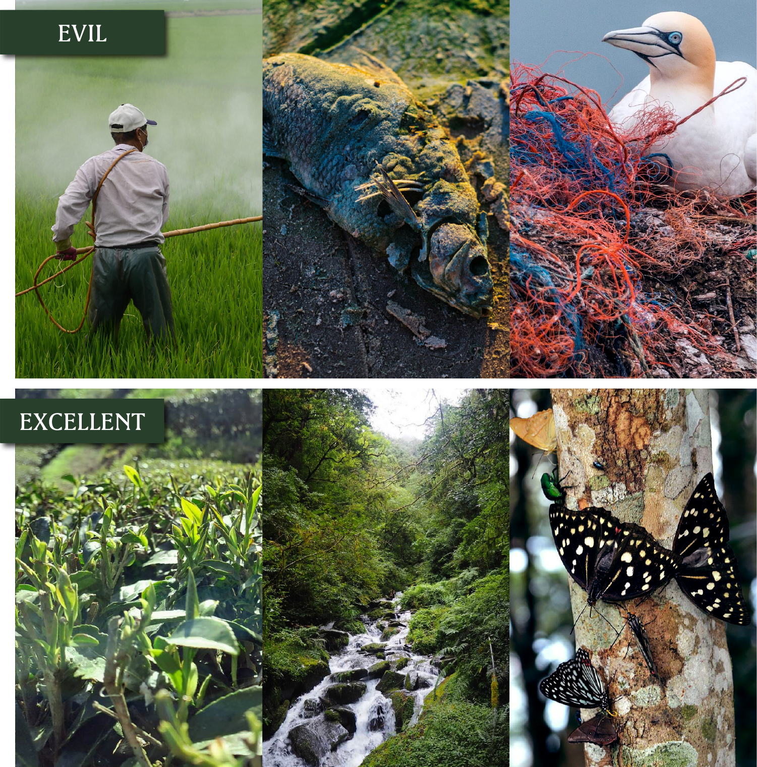 EVIL vs EXCELLENT - 草生解方對比