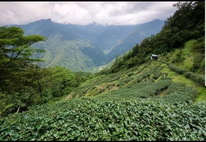 茶園生態 1