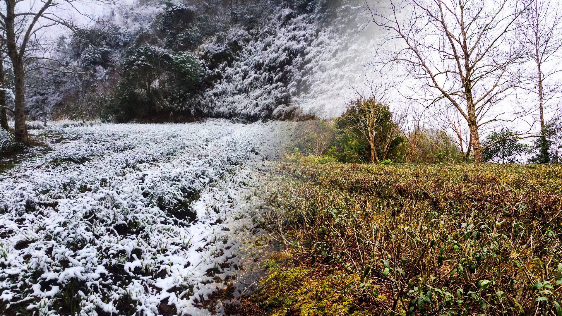 自然的魔力 - 雪景茶園