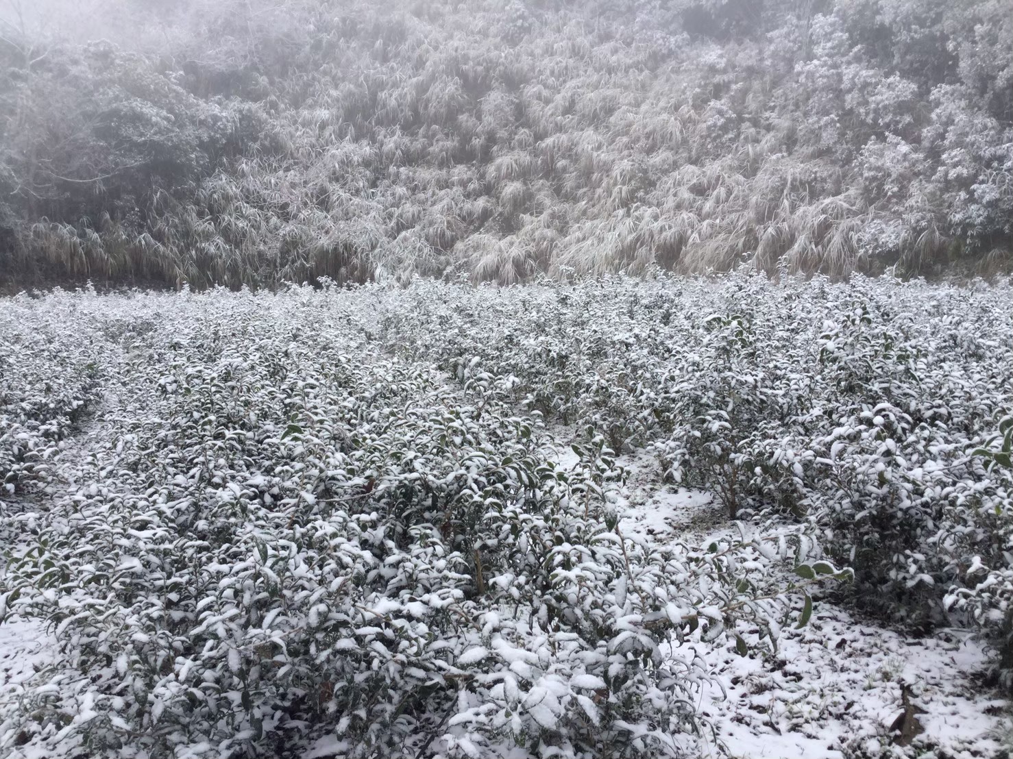 自然的魔力 - 日出